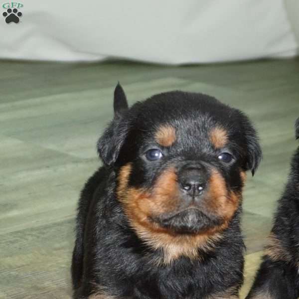 Remi, Rottweiler Puppy